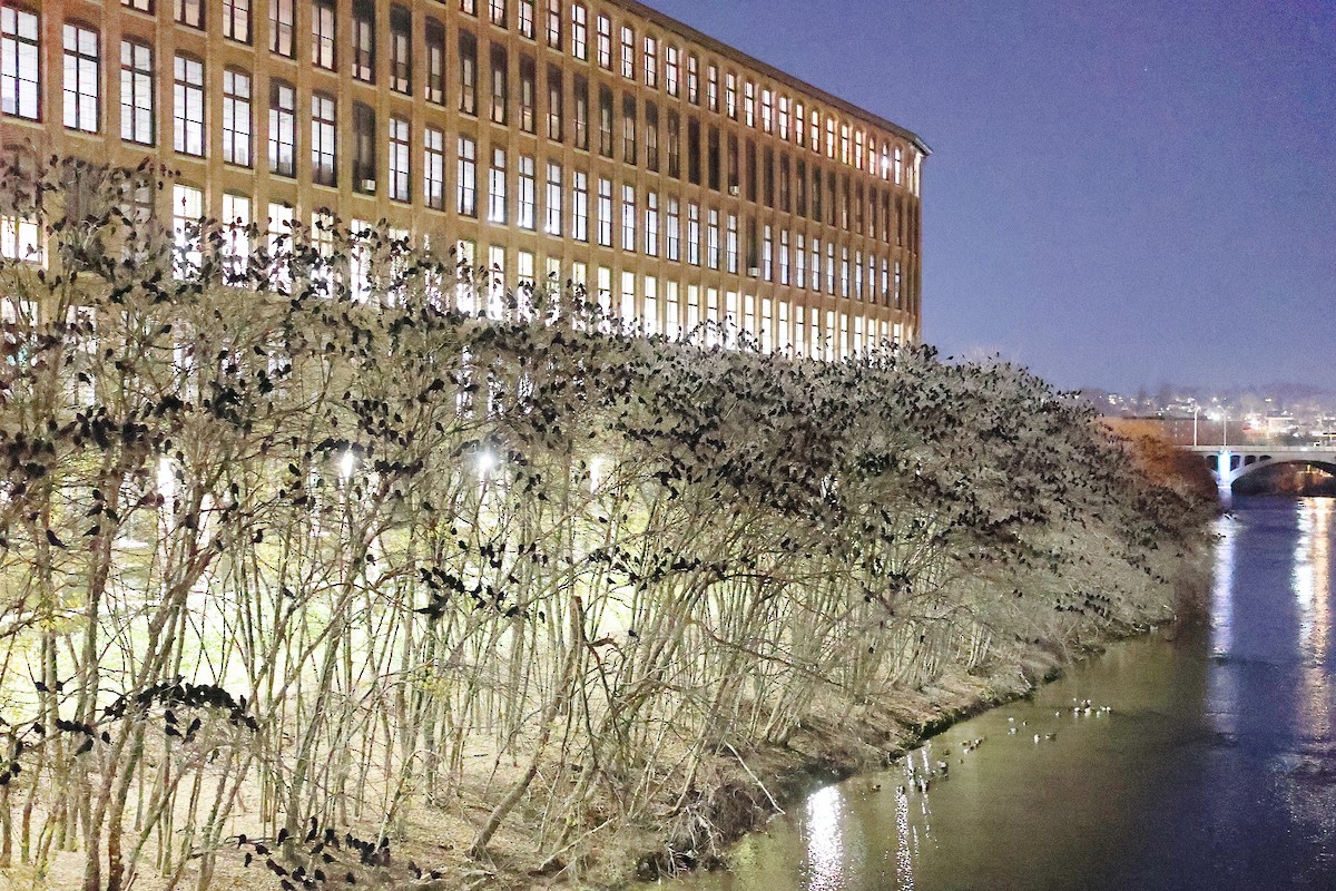 American Crow - ML645551259