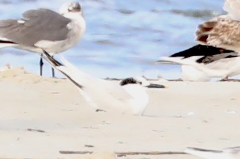 Sandwich Tern - ML645551260