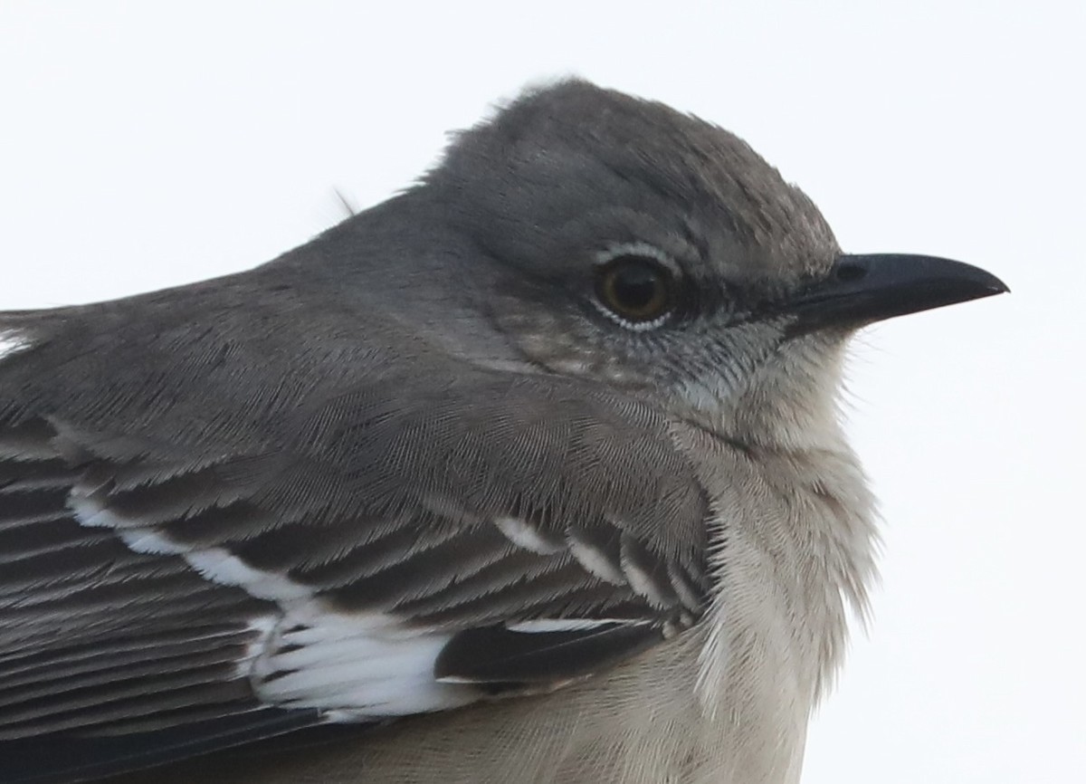 Northern Mockingbird - ML645551262