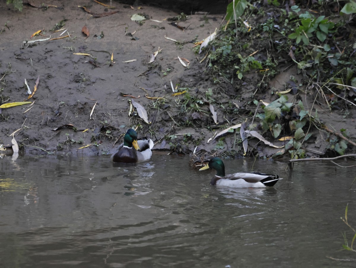 綠頭鴨 - ML645551267