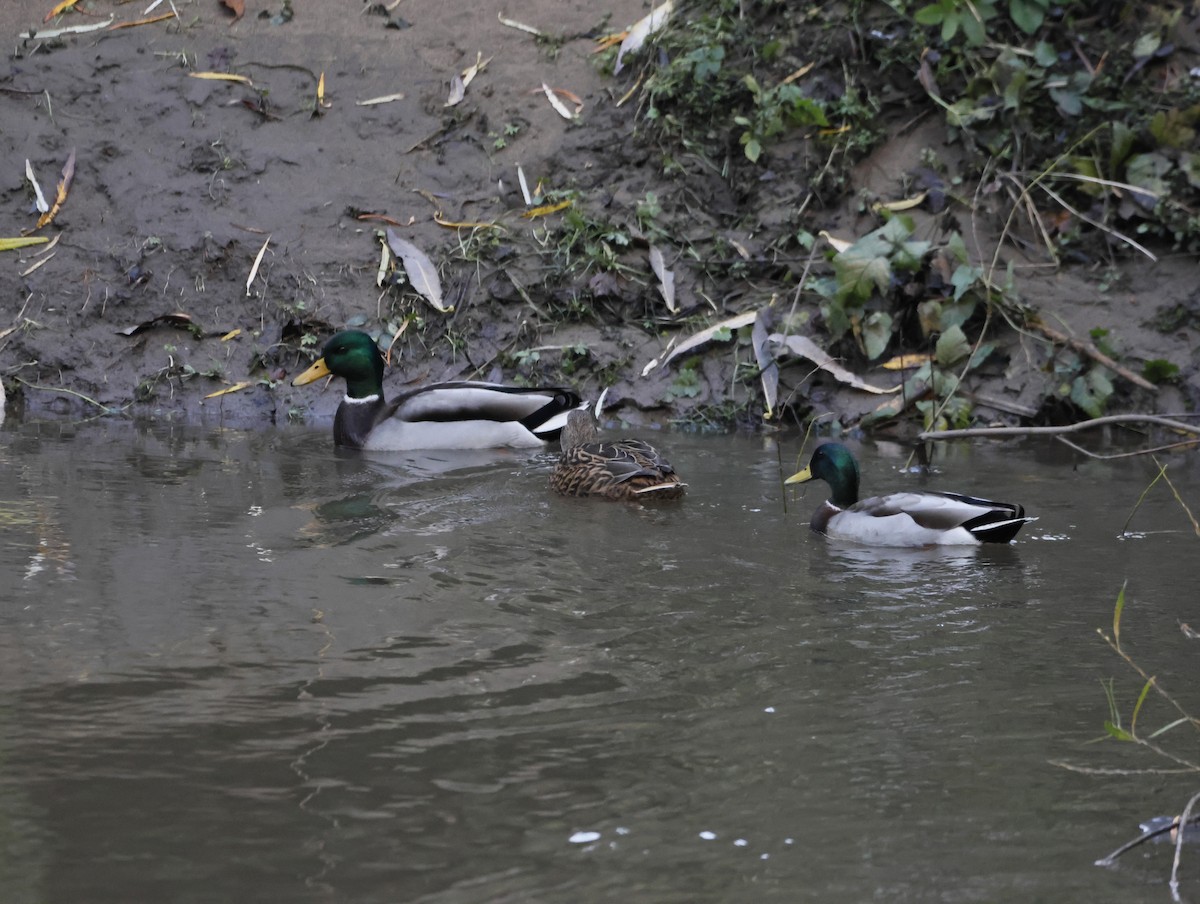 綠頭鴨 - ML645551268