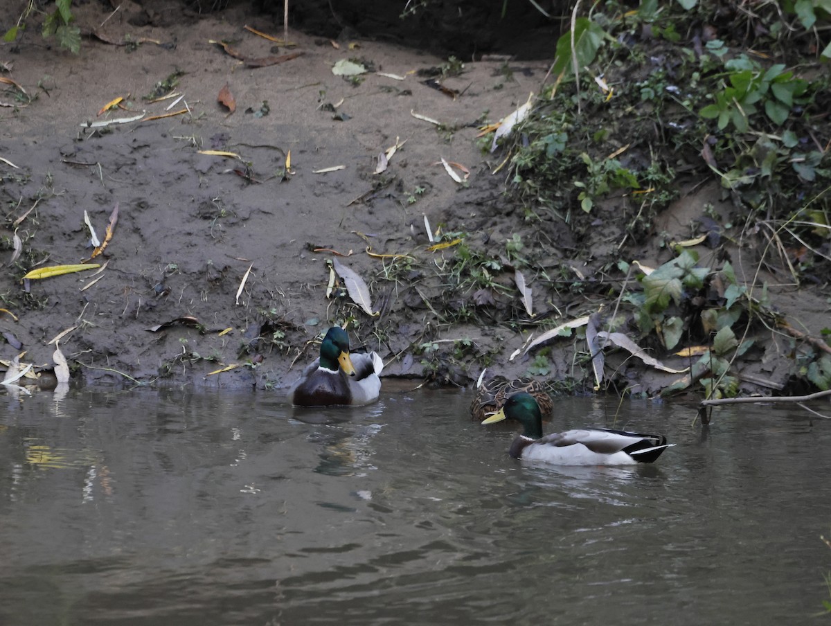 綠頭鴨 - ML645551269