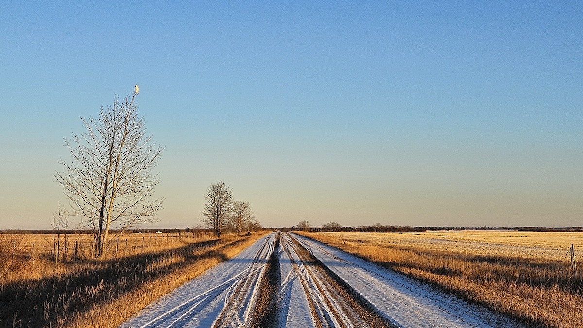 Snowy Owl - ML645551274