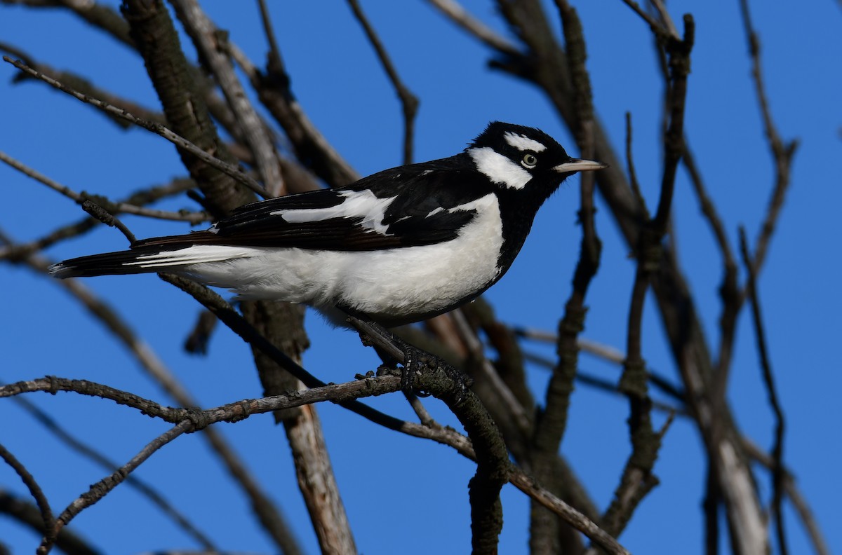 Magpie-lark - ML645551277