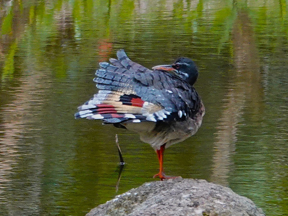 Sunbittern - ML645551278