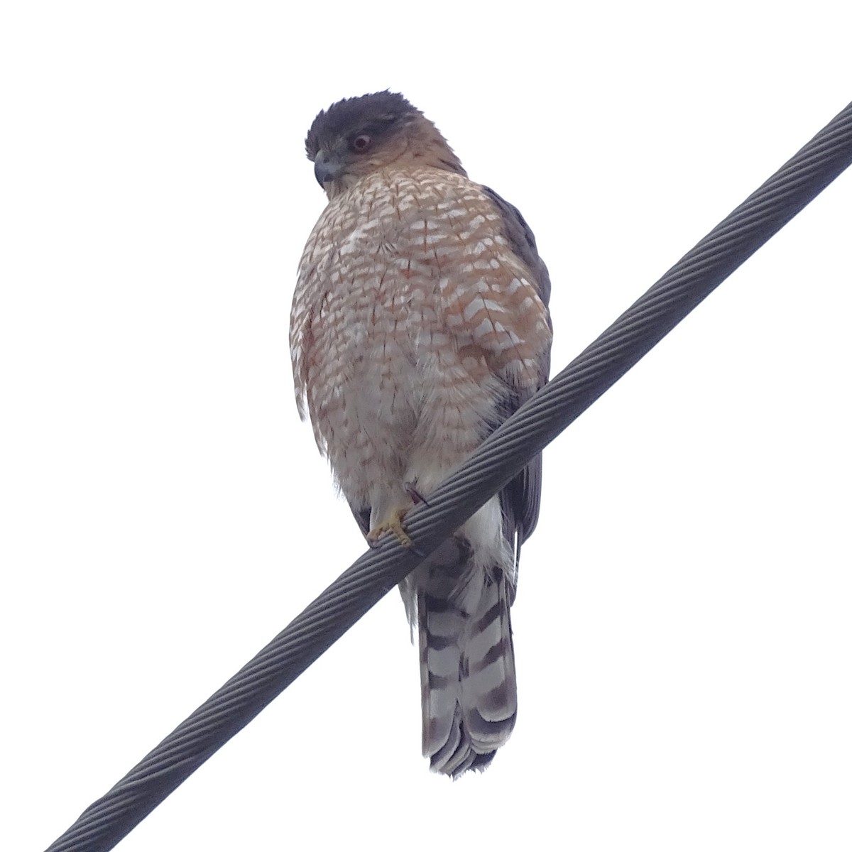 Red-shouldered Hawk - ML645551279