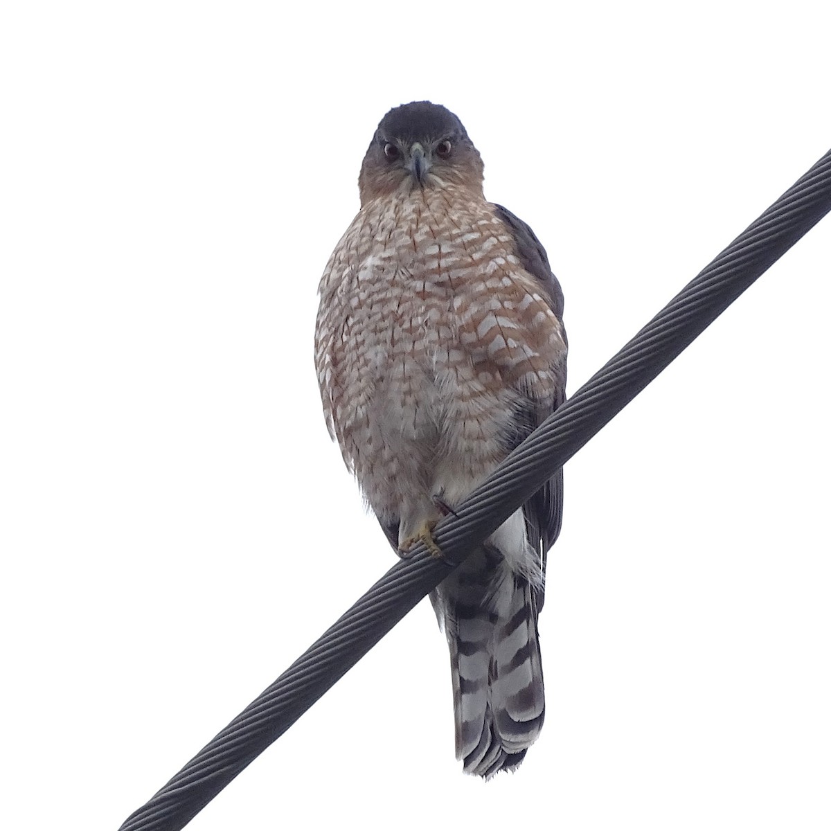 Red-shouldered Hawk - ML645551280