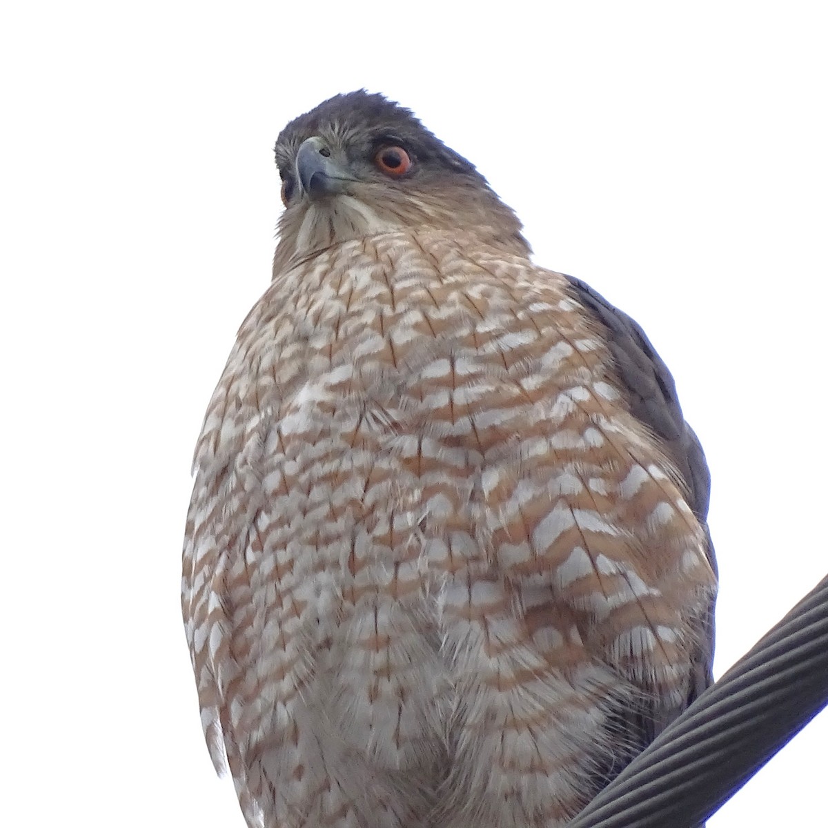 Cooper's Hawk - ML645551281