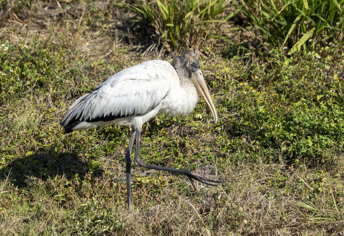 Wood Stork - ML645551282