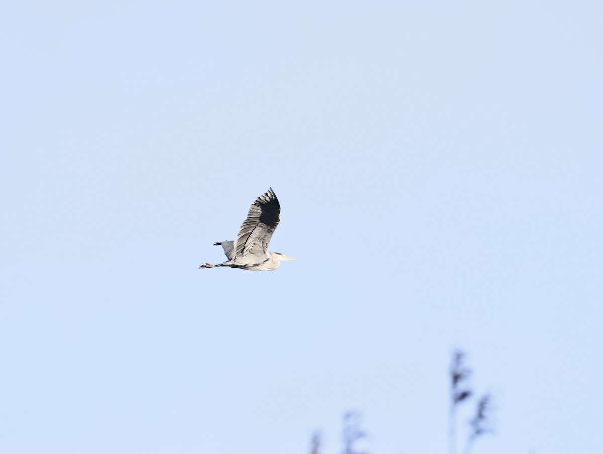 蒼鷺 - ML645551283