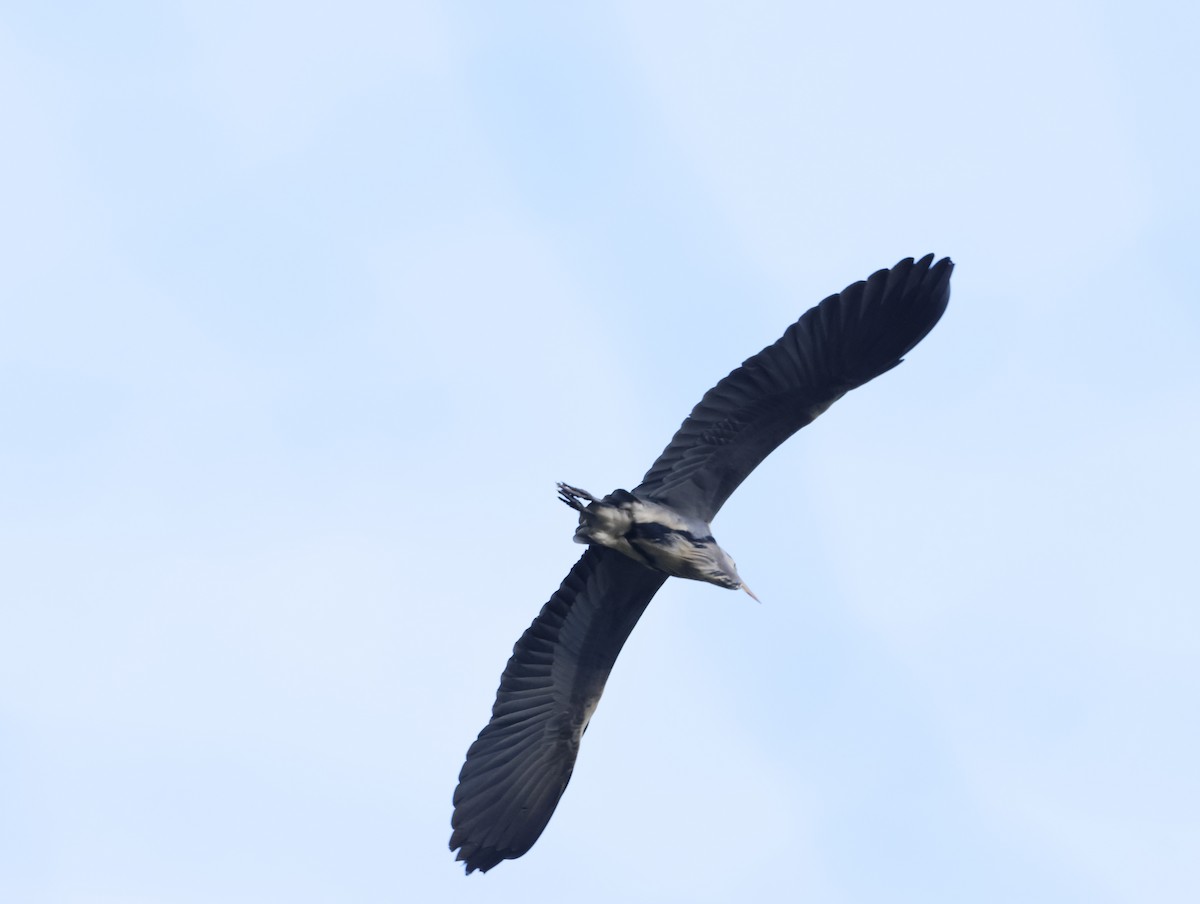 蒼鷺 - ML645551284