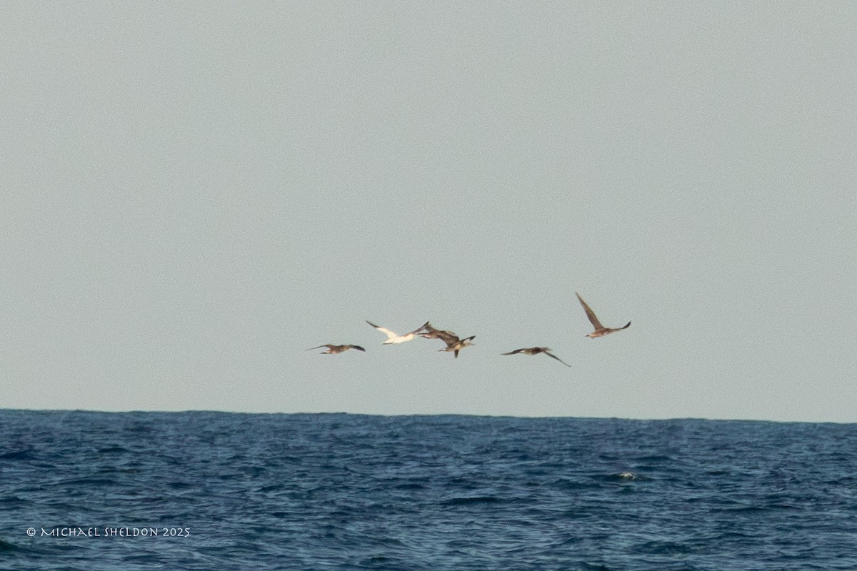 Northern Gannet - ML645551285