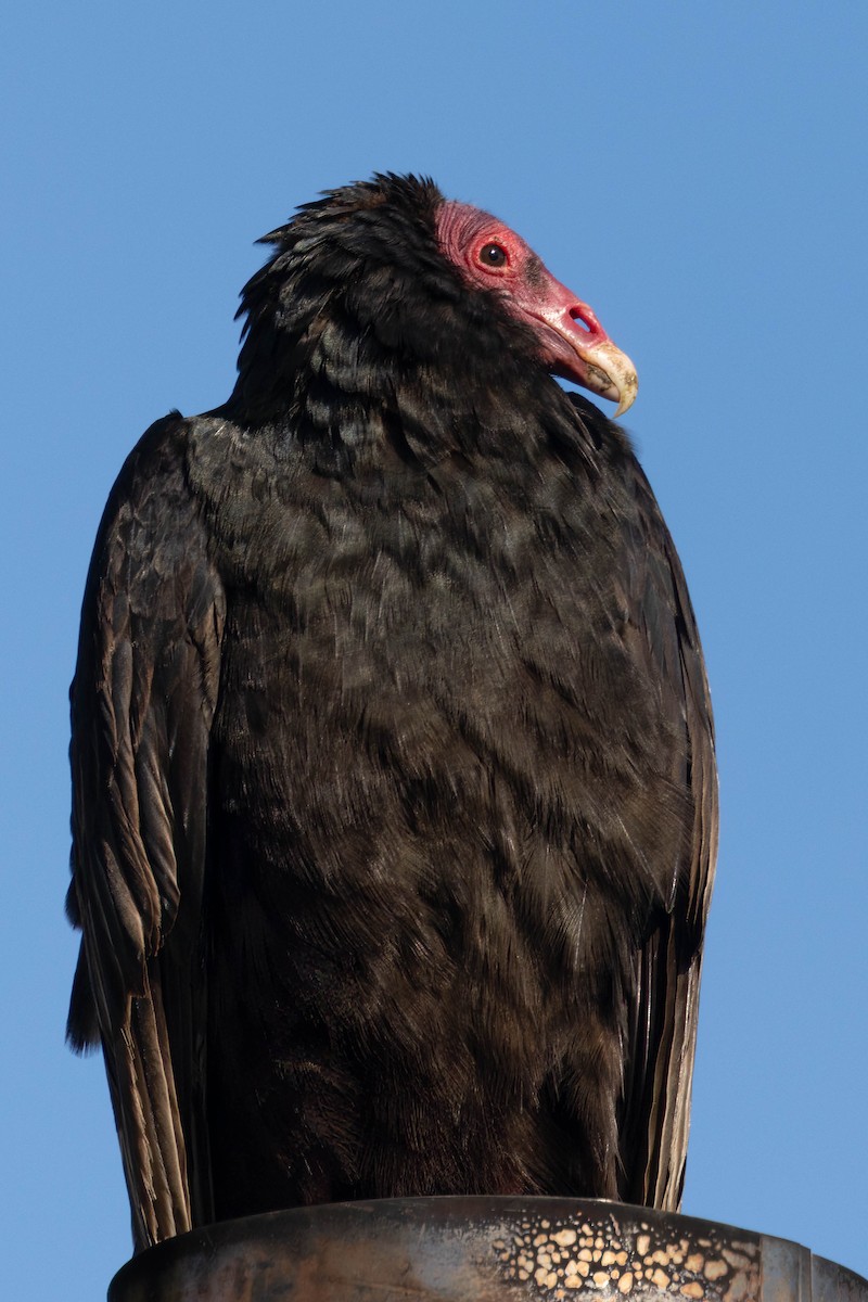 Turkey Vulture - ML645551286