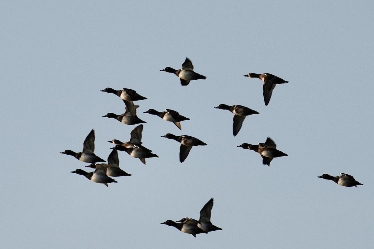 環頸潛鴨 - ML645551287