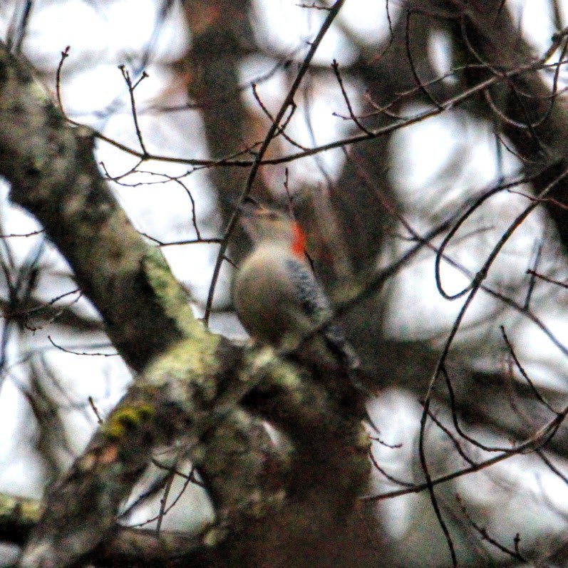 Red-bellied Woodpecker - ML645551289