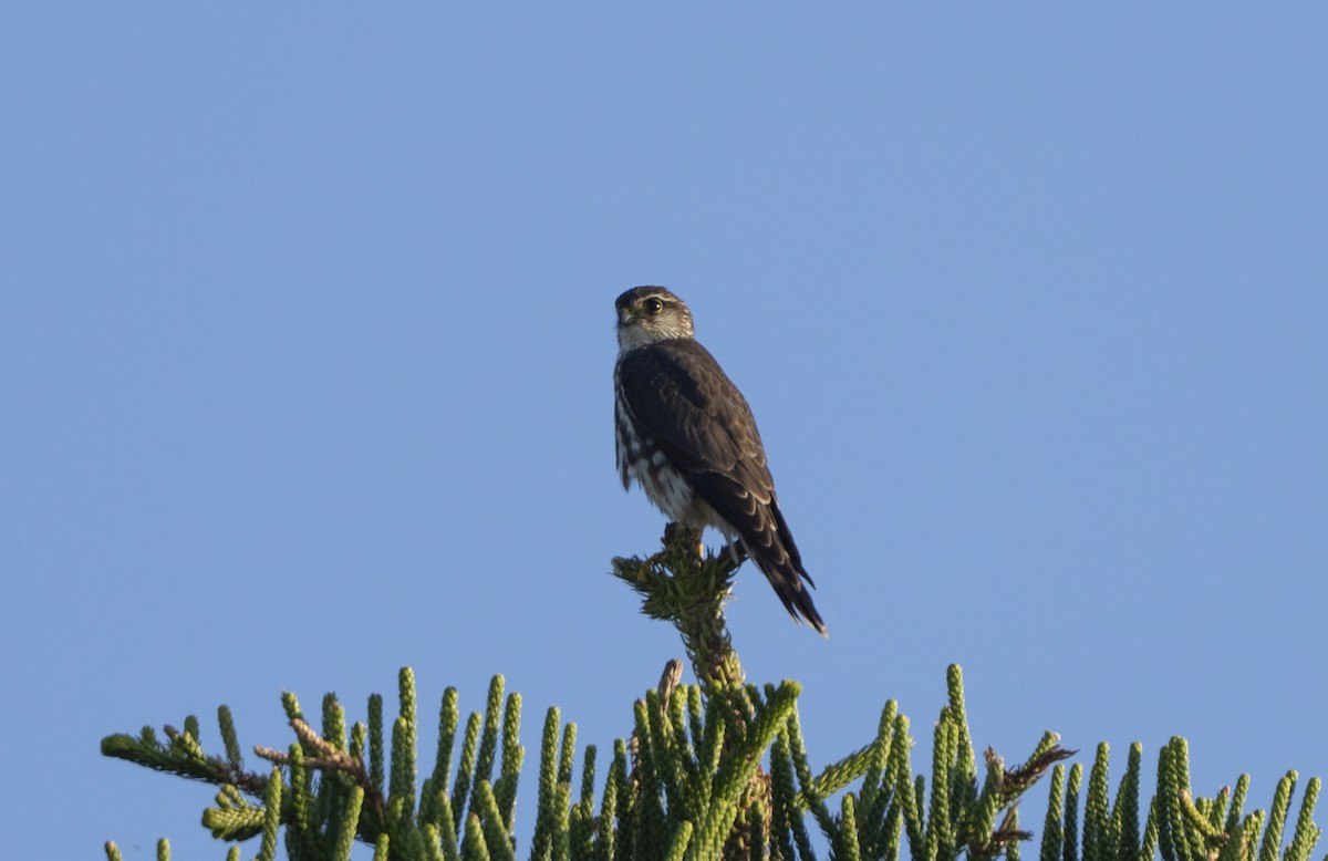 灰背隼 - ML645551290