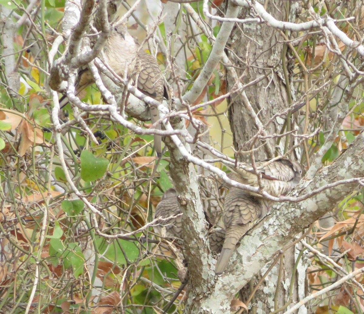 Inca Dove - ML645551291