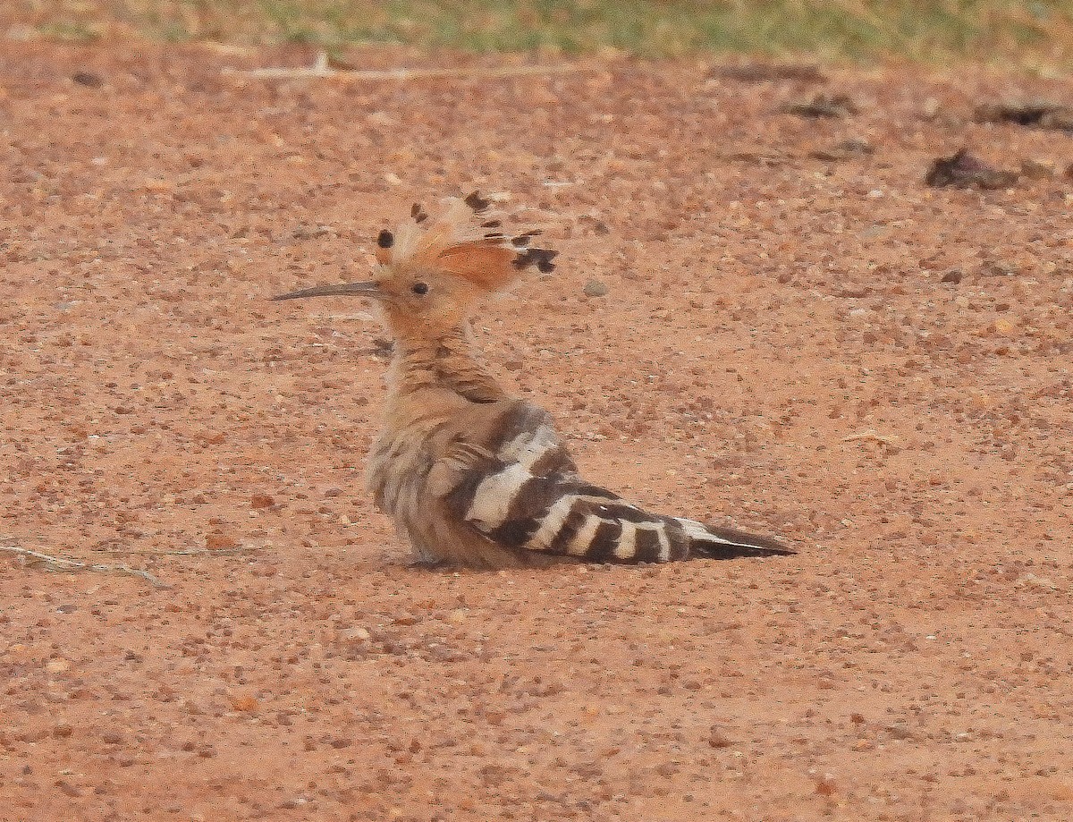 戴勝 - ML645551292