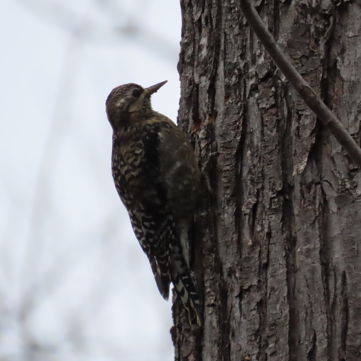 Yellow-bellied Sapsucker - ML645551295