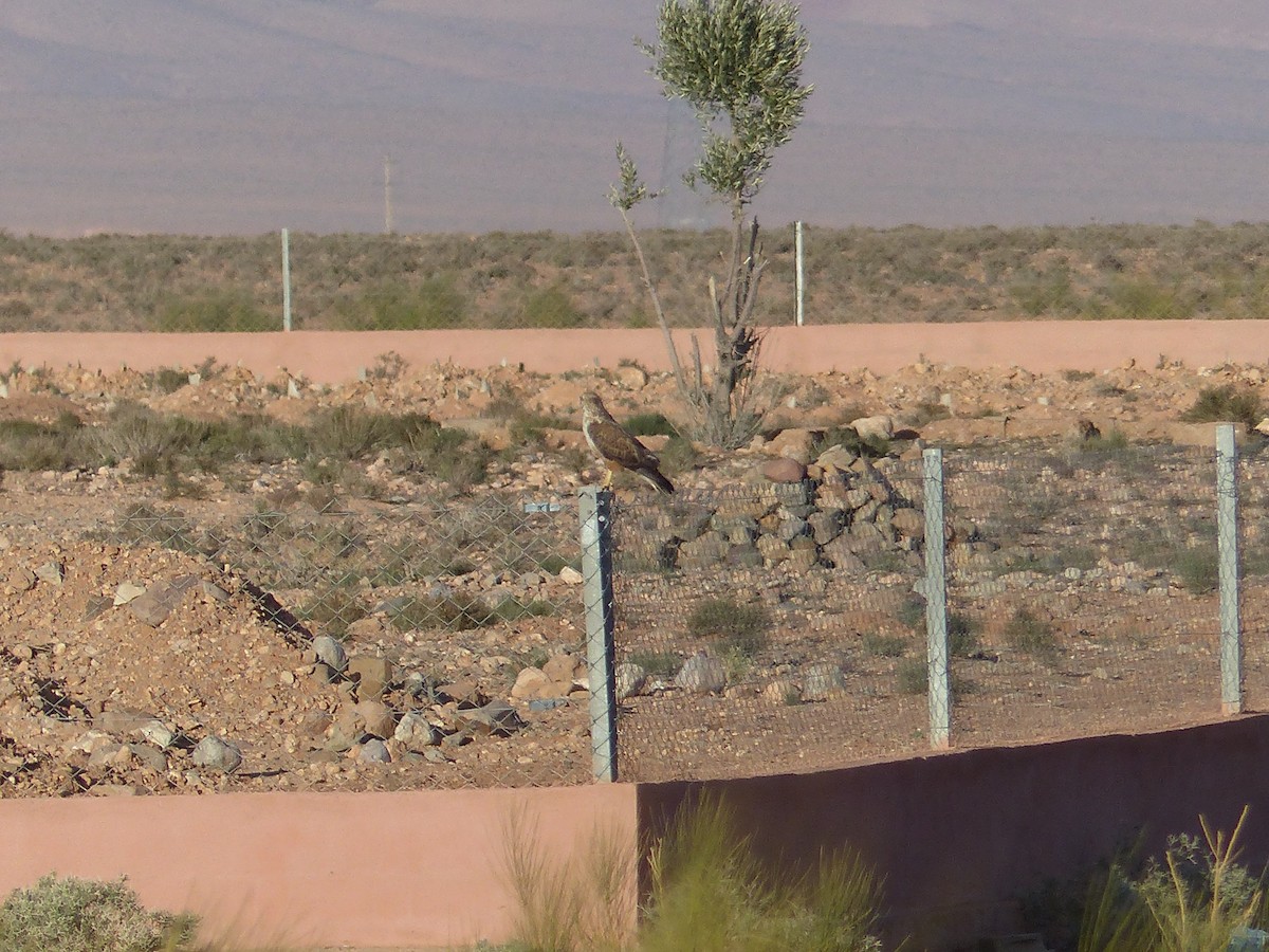 Long-legged Buzzard - ML645551299
