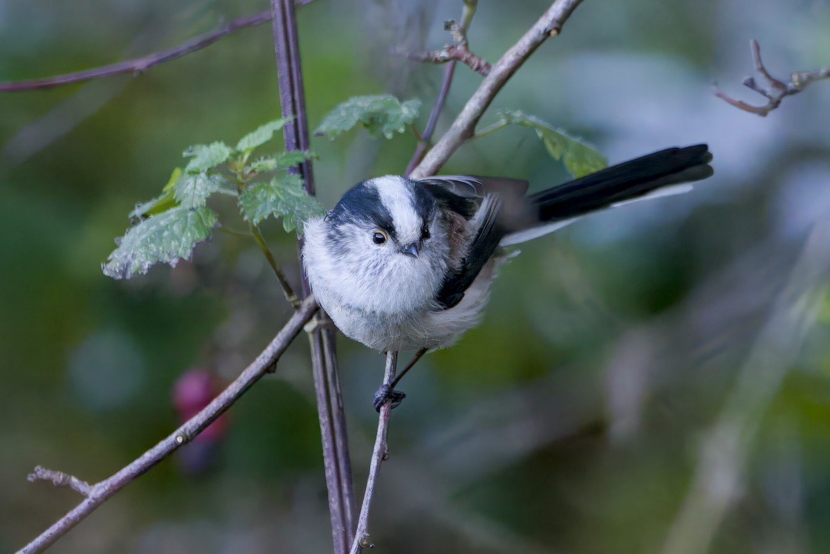 Long-tailed Tit - ML645551300