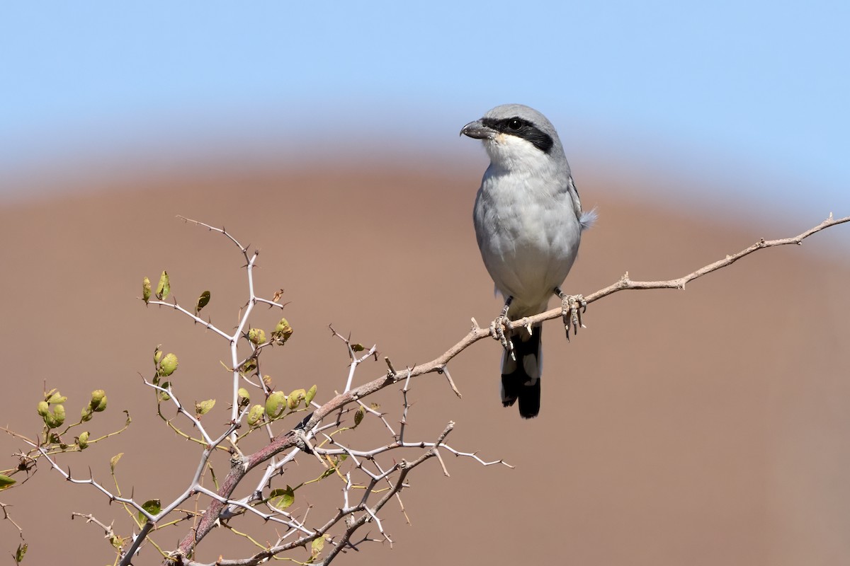 西方灰伯勞(elegans群) - ML645551303