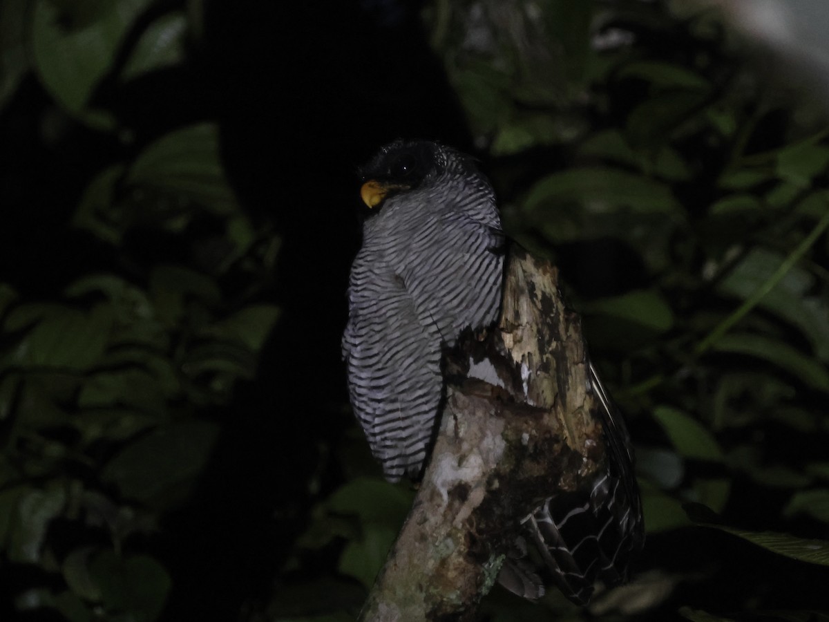 Black-and-white Owl - ML645551304