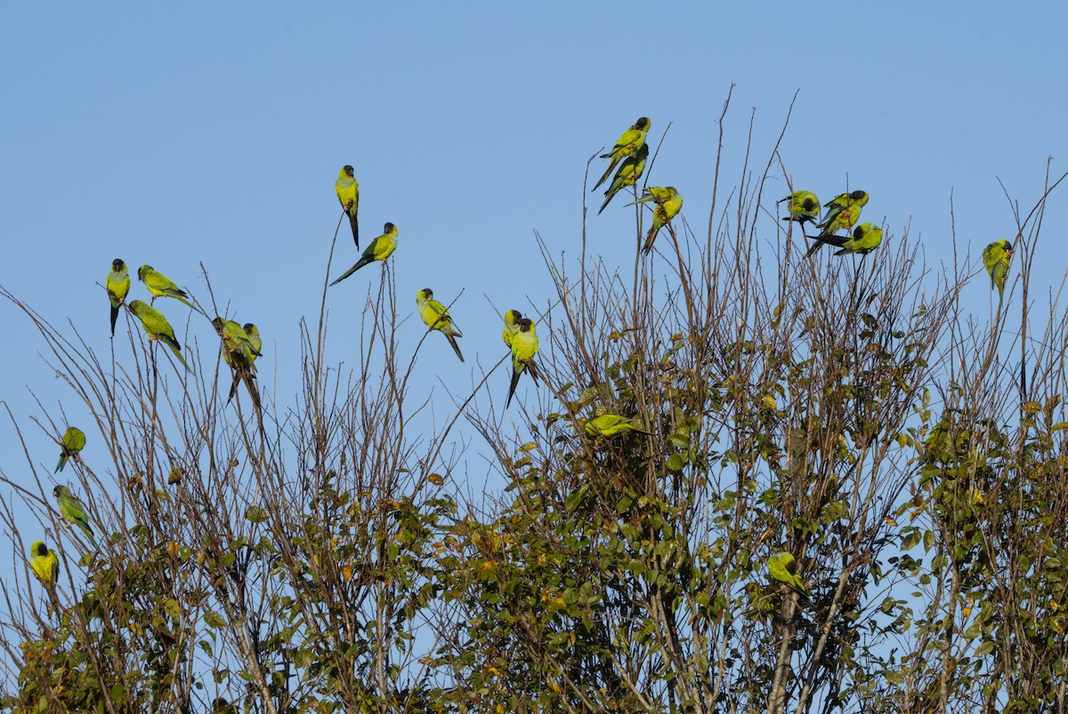 Nanday Parakeet - ML645551305