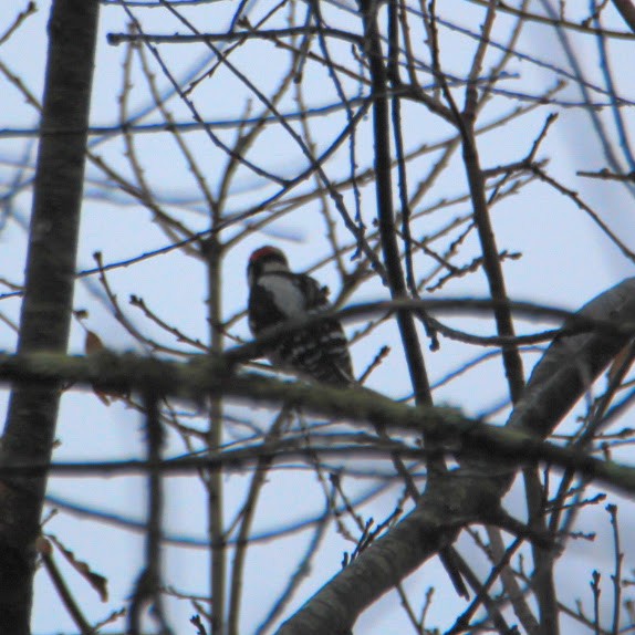 Downy Woodpecker - ML645551306