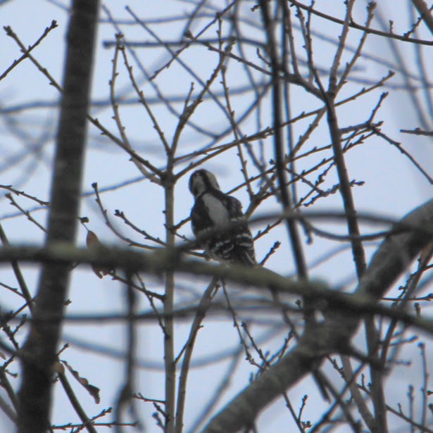 Downy Woodpecker - ML645551307