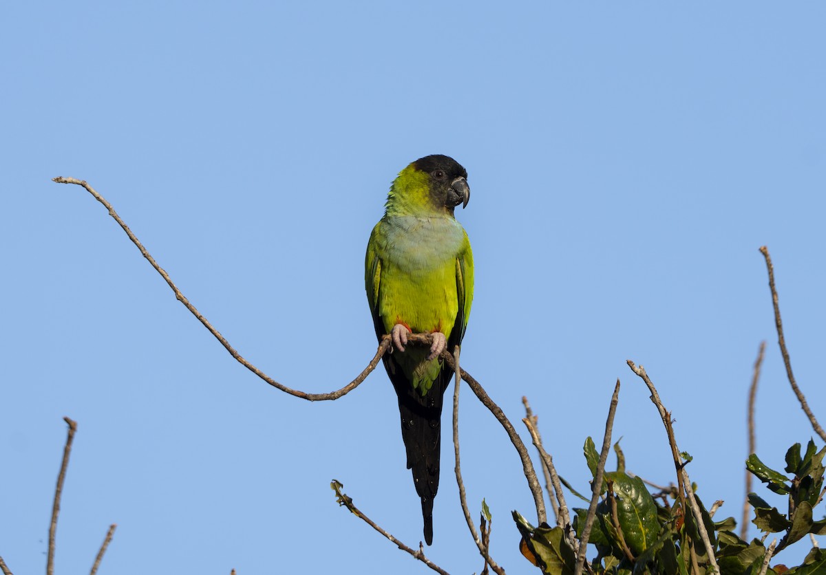 Nanday Parakeet - ML645551308