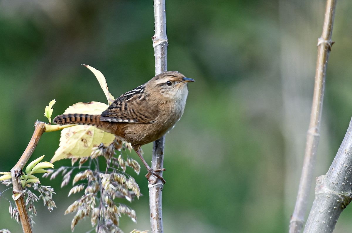 Grass Wren - ML645551314