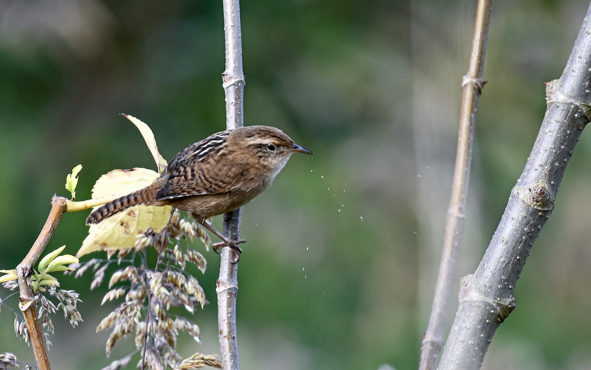 Grass Wren - ML645551315