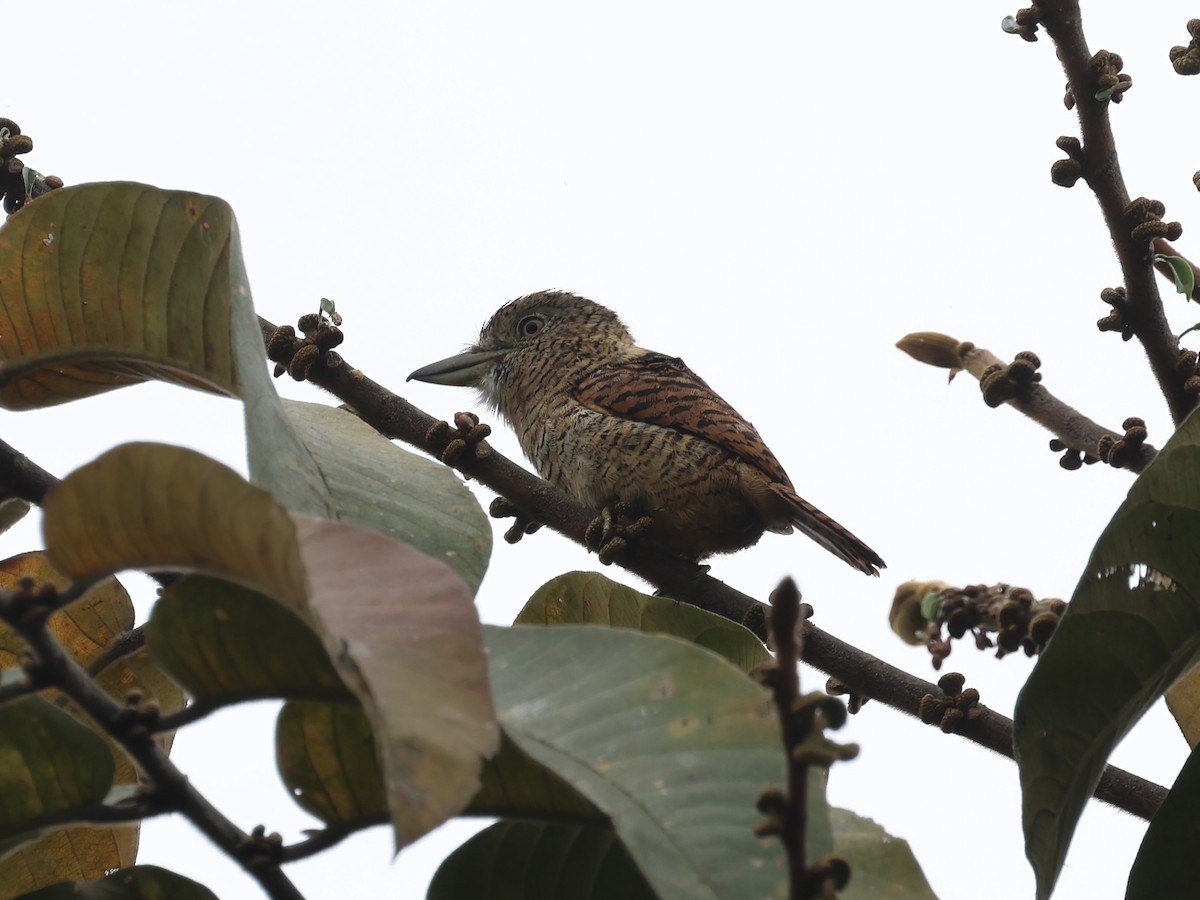 Tigerfaulvogel - ML645551316