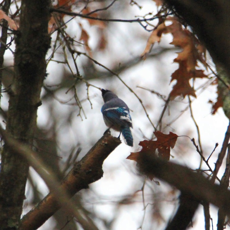 Blue Jay - ML645551326