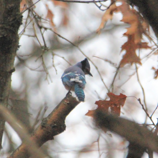 Blue Jay - ML645551327