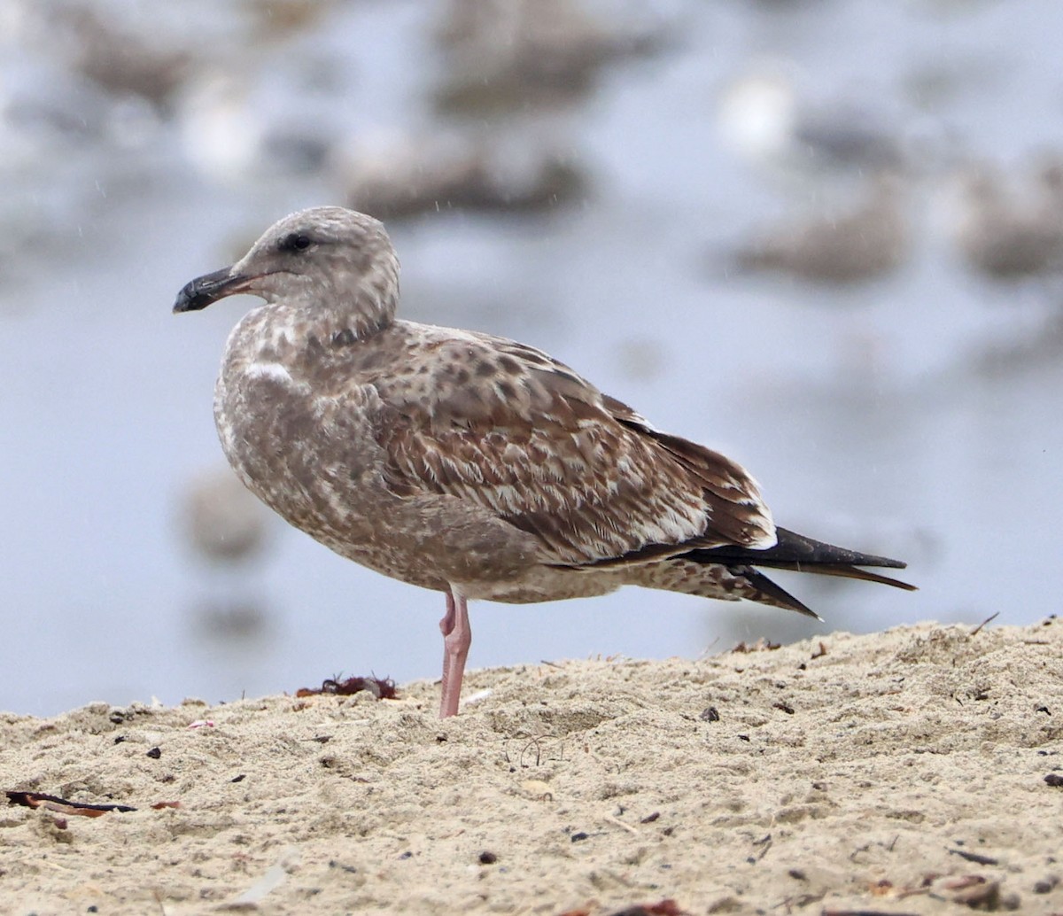 アメリカオオセグロカモメ - ML645551329