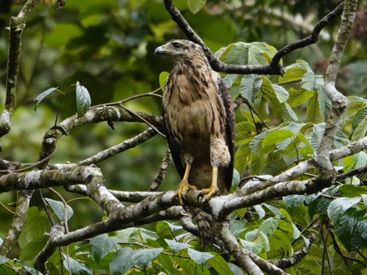 Great Black Hawk - ML645551330