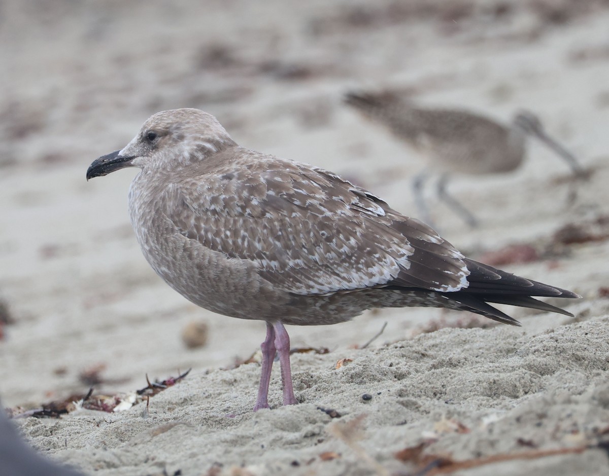 アメリカオオセグロカモメ - ML645551331