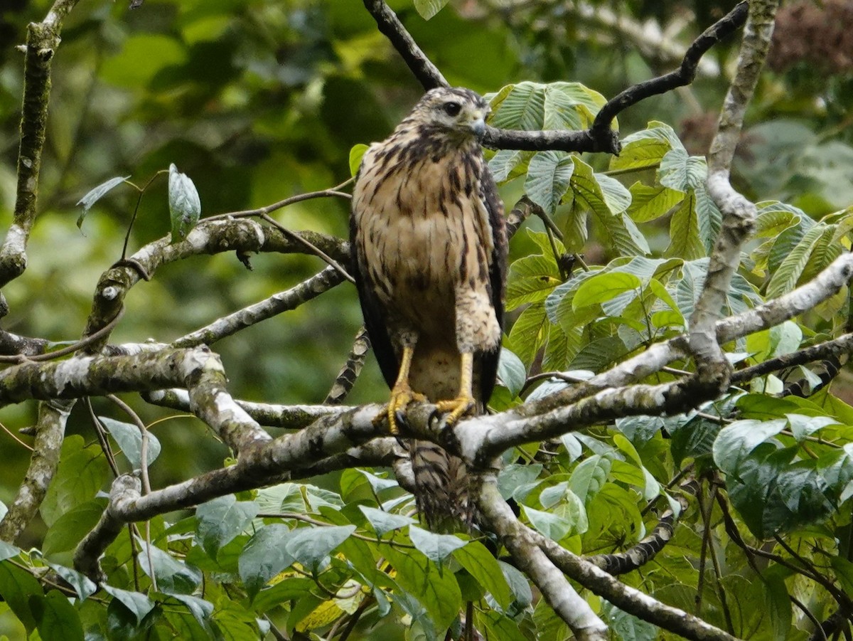 Great Black Hawk - ML645551332