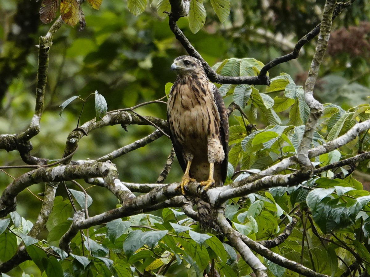 Great Black Hawk - ML645551333