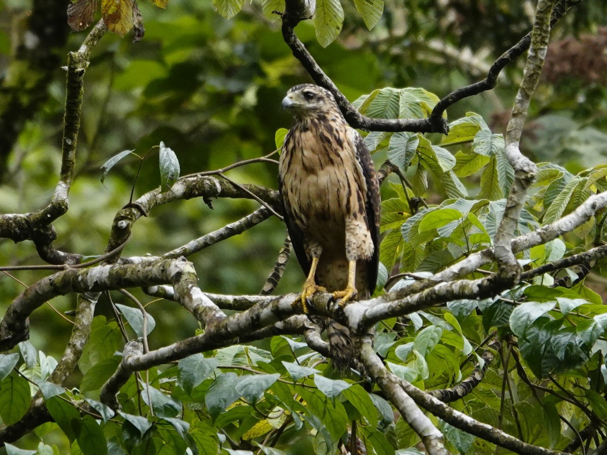 Great Black Hawk - ML645551334