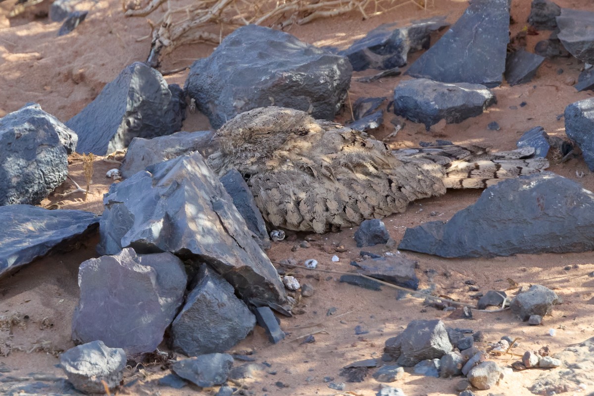 Egyptian Nightjar - ML645551340