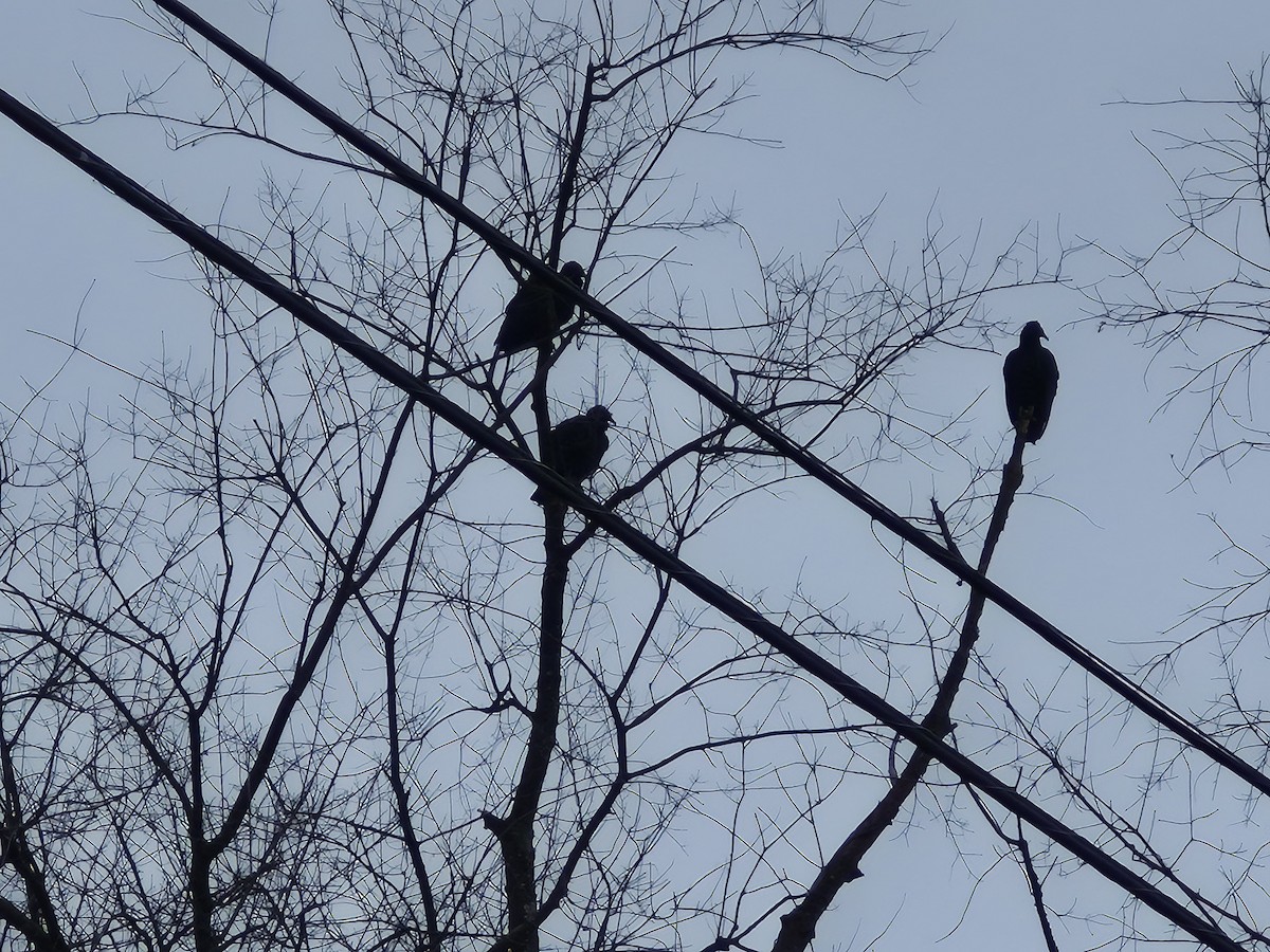 Turkey Vulture - ML645551343
