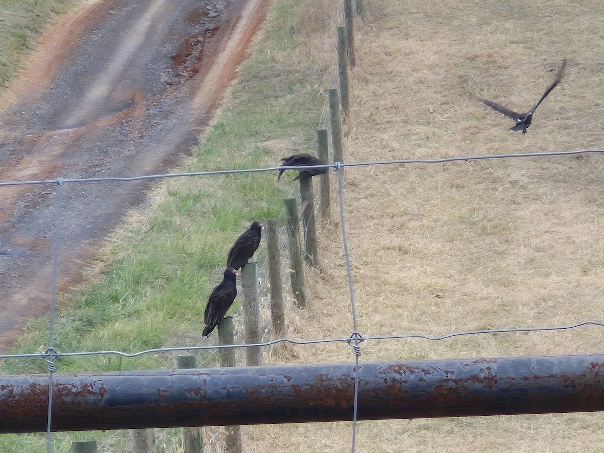 Turkey Vulture - ML645551344