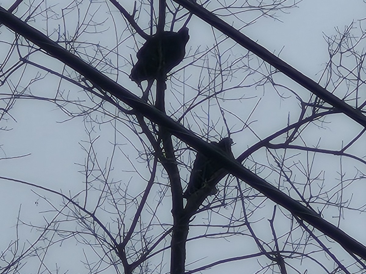 Turkey Vulture - ML645551345