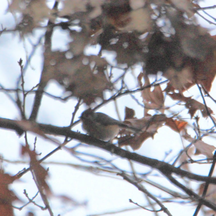 Tufted Titmouse - ML645551353