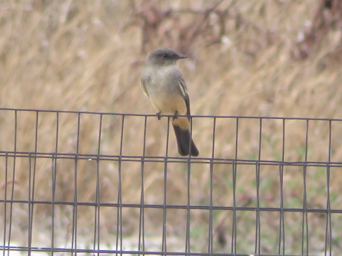 Say's Phoebe - ML645551393
