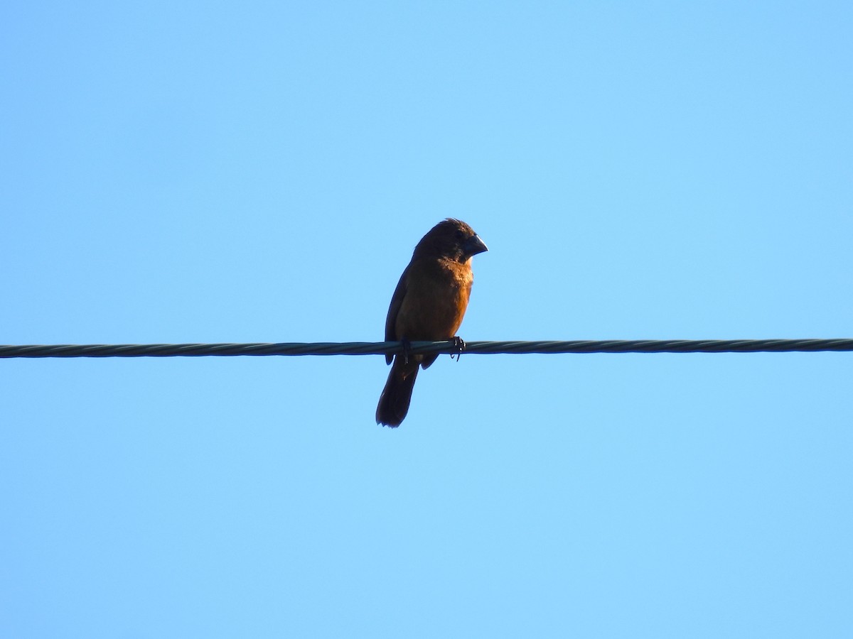 Chestnut-bellied Seed-Finch - ML645551395