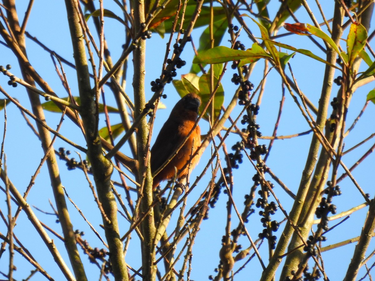 Chestnut-bellied Seed-Finch - ML645551396